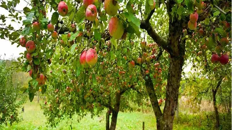 النخر المر في التفاح.. اضطراب فسيولوجي يرتبط بنقص الكالسيوم وعدم انتظام الري