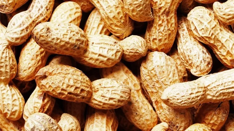 العنكبوت الأحمر يهدد محصول الفول السوداني.. خبير يحذر من خسائر تصل إلى 70%