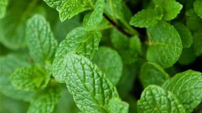 5 نصائح للحصول على نعناع قوي وكثيف في المنزل