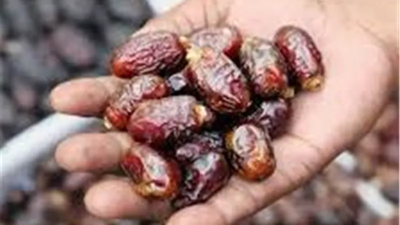 مصر تقود خارطة طريق «الذهب البني» عالمياً.. مشاركة رفيعة المستوى لغرفة الصناعات الغذائية في مؤتمر نخيل التمر 2026