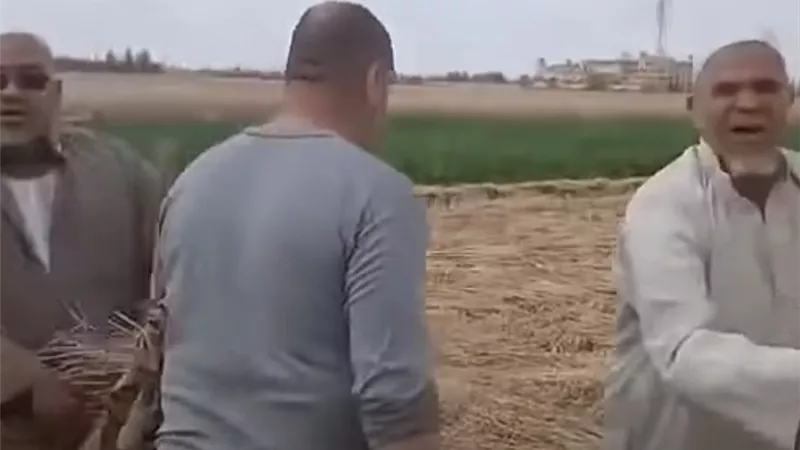 «سرقوا القمح في عز الليل».. واقعة غامضة تهز الزنكلون بالشرقية والتحريات تلاحق لصوص المحاصيل