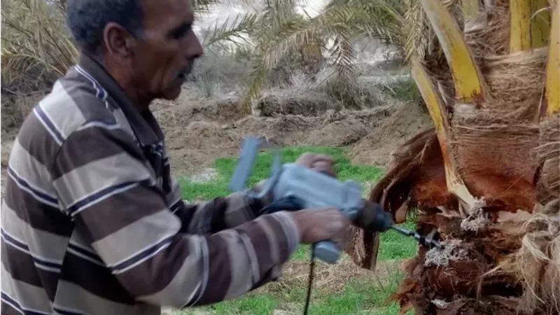 استراتيجية جديدة لحماية الثروة القومية.. الإسماعيلية تواجه «سوسة النخيل» بالتدريب الميداني