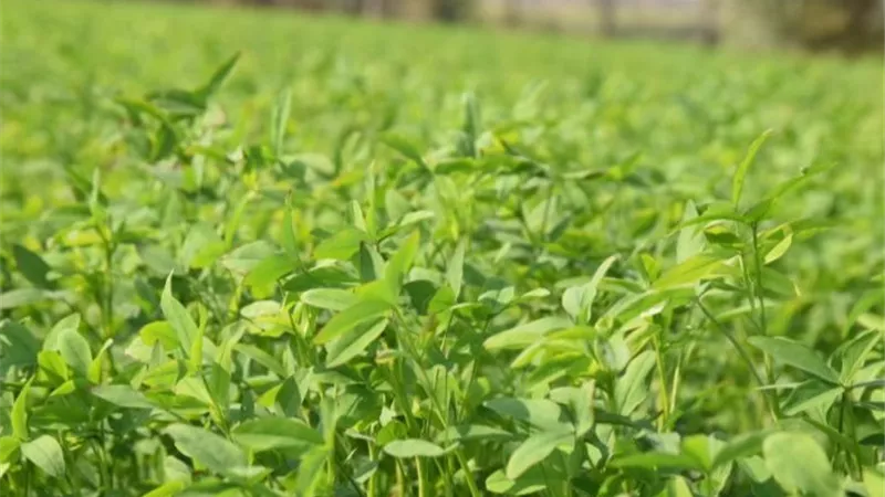  البرسيم البلدي كنز علفي.. استخدامه الصحيح يضاعف مكسبك في التسمين وإنتاج اللبن