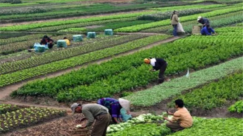 انتهزوا الهدنة المناخية.. مركز المناخ: أبرز التوصيات للمزارعين لحصاد القمح وزراعة المحاصيل الصيفية