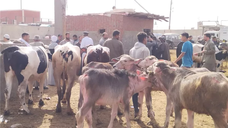 قبل عيد الأضحى.. خطوات الحصول على قرض البتلو بكل سهولة
