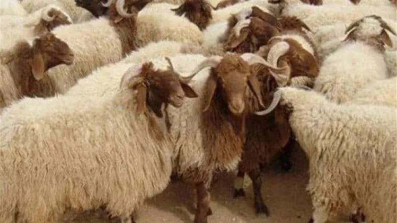 قبل العيد.. تحذيرات مهمة لاختيار الأضحية السليمة وتجنب العيوب التي تبطلها شرعًا