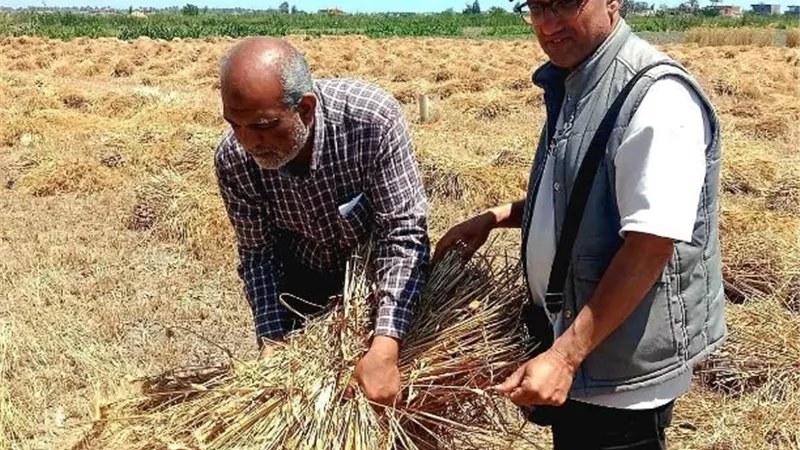«الذهب الأبيض».. متابعة لزراعات القطن وحصاد القمح بالإسماعيلية