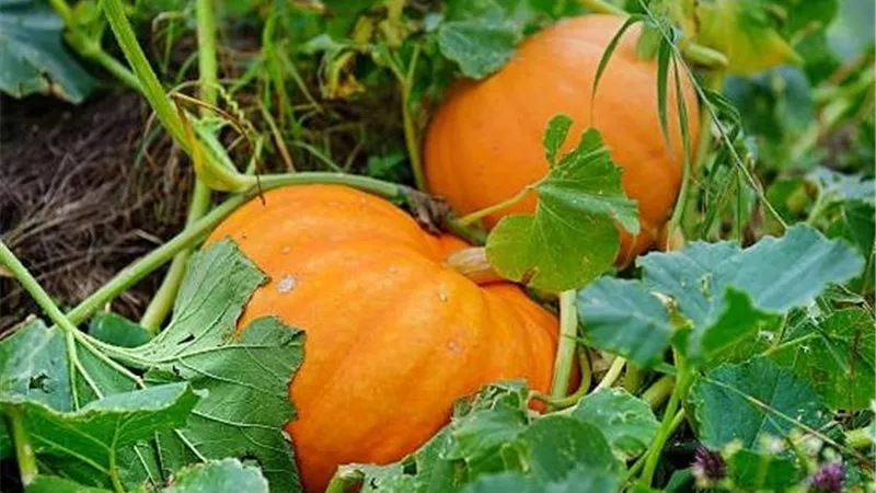 من نص برميل لثروة على السطح.. القرع العسلي يتحول إلى مشروع غذائي منزلي مذهل