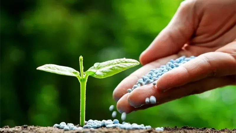 أسعار الأسمدة اليوم.. اليوريا المخصوص تسجل 24.1 ألف جنيه والنترات تصل إلى 27 ألفًا للطن