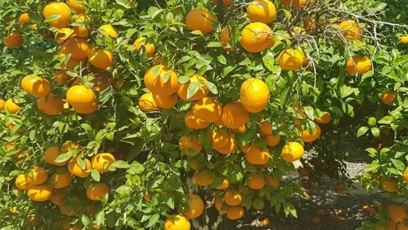 سبتمبر يحدد ملامح محصول الموالح المقبل.. 4 توصيات مهمة للمزارعين لرفع الإنتاج والجودة