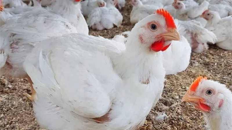 السالمونيلا تهدد صناعة الدواجن.. خبير يحذر من مخاطرها ويدعو لتشديد إجراءات الأمن الحيوي