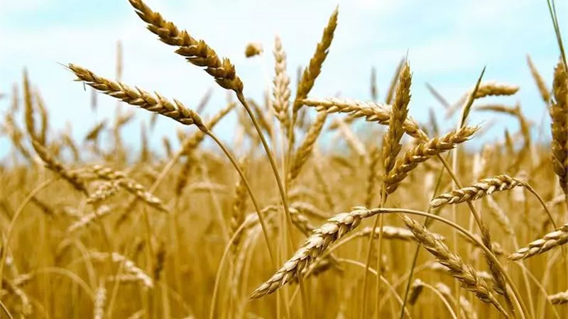 الدكتورة أمل عمر تكشف عن إنجاز علمي في زراعة القمح 
