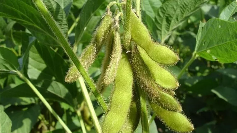 صدأ الفول يهدد المحصول بخسائر تصل إلى 50%.. وخبير يوضح أعراض المرض وطرق الوقاية