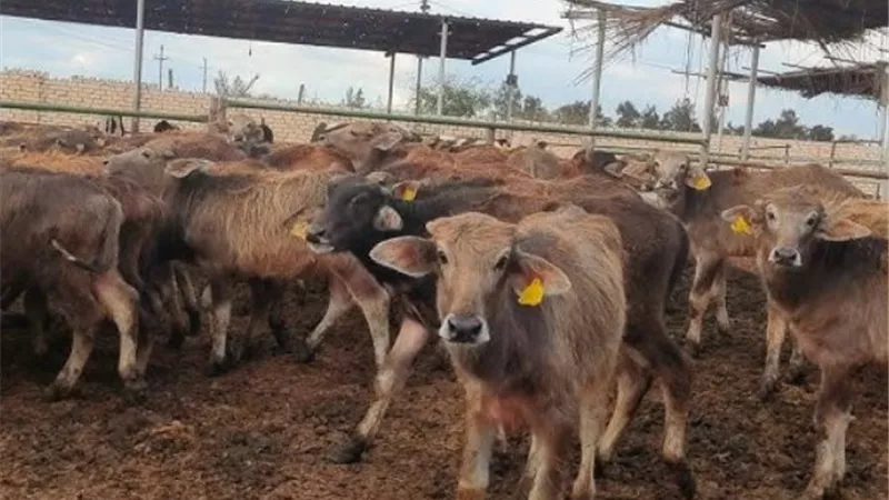 282 مليون جنيه تمويلات جديدة لمشروع البتلو لصالح 213 مربيًا