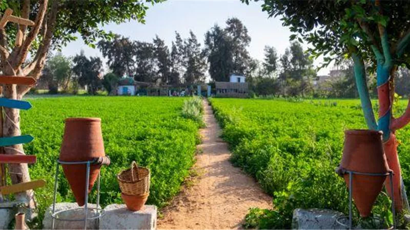 خطة حكومية لتحويل الريف المصري إلى مراكز إنتاج زراعي متكاملة.. تفاصيل