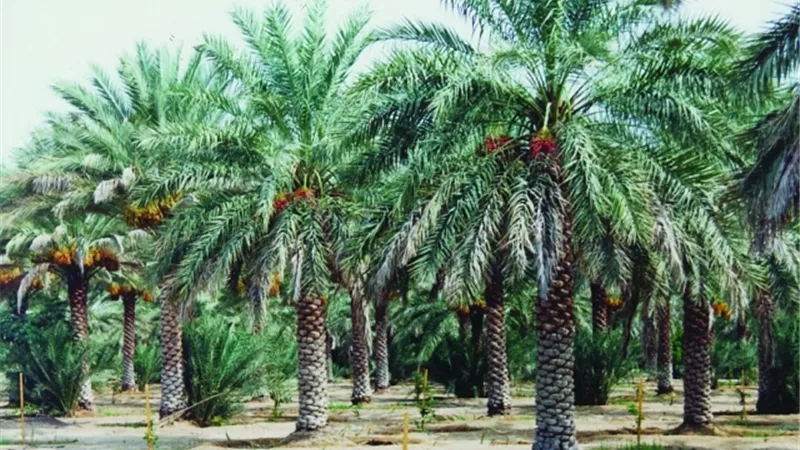 مواعيد زراعة النخيل في مصر.. أفضل توقيت للغرس ومتى تبدأ النخلة في الإثمار؟