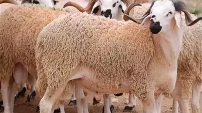 الأزهر للفتوي يوضح سن الأضحية والشروط الواجبة في الأضاحي.. اتعرف عليها