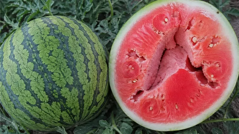 خبراء الزراعة المنزلية يكشفون خطوات سهلة لزراعة البطيخ في المنزل والحصول على ثمار عالية الجودة