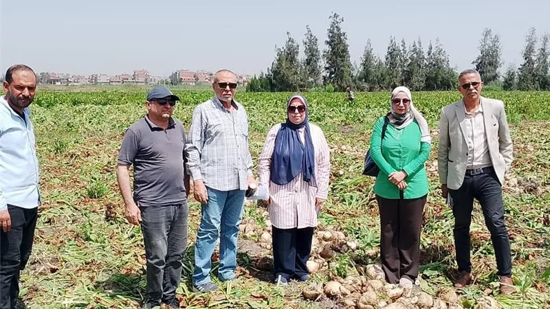 طفرة في إنتاج «الذهب الأبيض» بالدقهلية.. فدان بنجر السكر ببلقاس يسجل 30 طناً