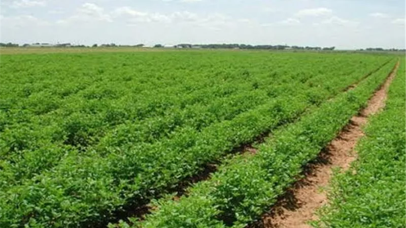 باستثمارات 540 مليون جنيه.. «الريف المصري» يوقع مع «المقاولون العرب» لإنشاء طريق استراتيجي بالمنيا