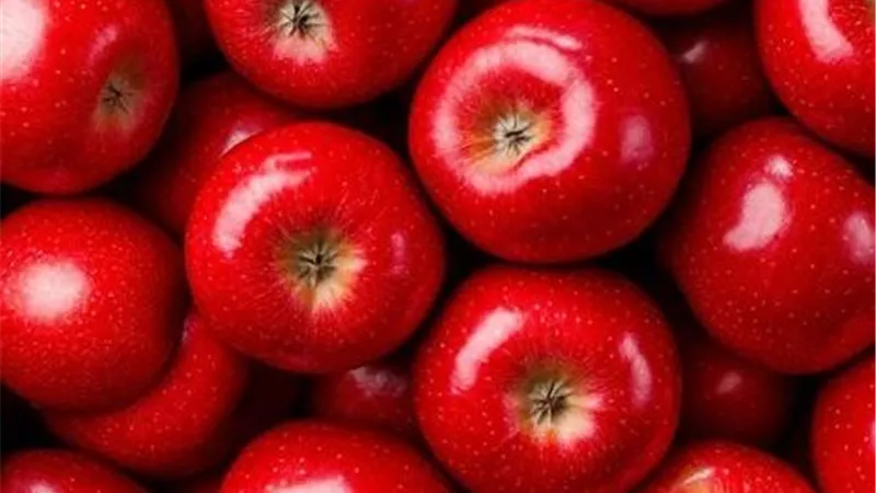 كاربوكابس التفاح تهدد المحاصيل.. خبراء يحذرون ويوضحون دورة حياة الآفة 