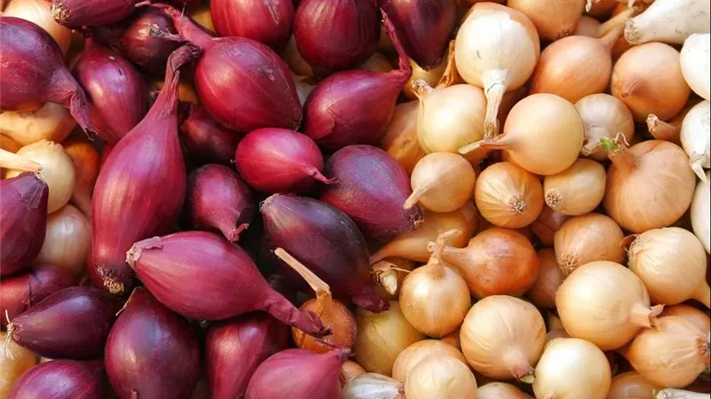أزمة تصدير البصل المصري للسعودية.. صرخة مزارعي الدقهلية أمام وزير الزراعة