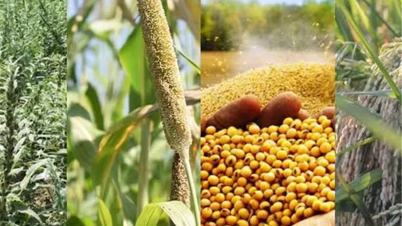 روشتة زراعية لحماية المحاصيل الصيفية.. خبير يكشف استراتيجيات مواجهة الآفات وتعظيم الإنتاج