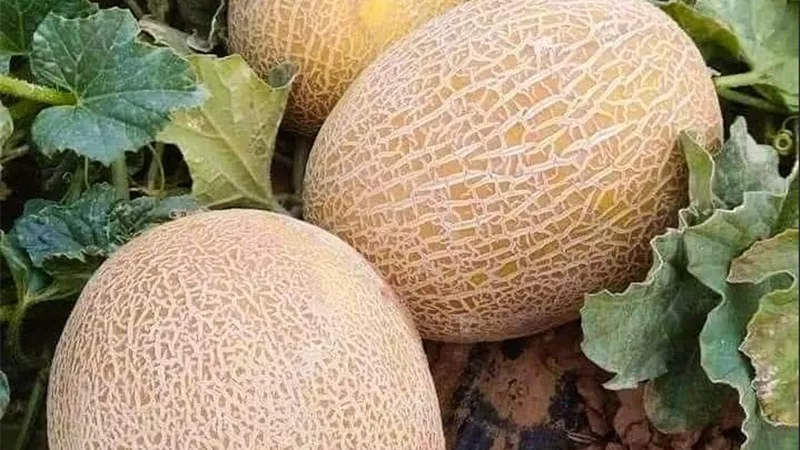 خبراء زراعيون: الشمام من أنجح المحاصيل الصيفية في الأجواء الحارة
