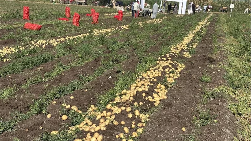  منتجي الحاصلات البستانية يتابع نتائج الأصناف الجديدة للبطاطس بالمنيا خلال يوم حصاد