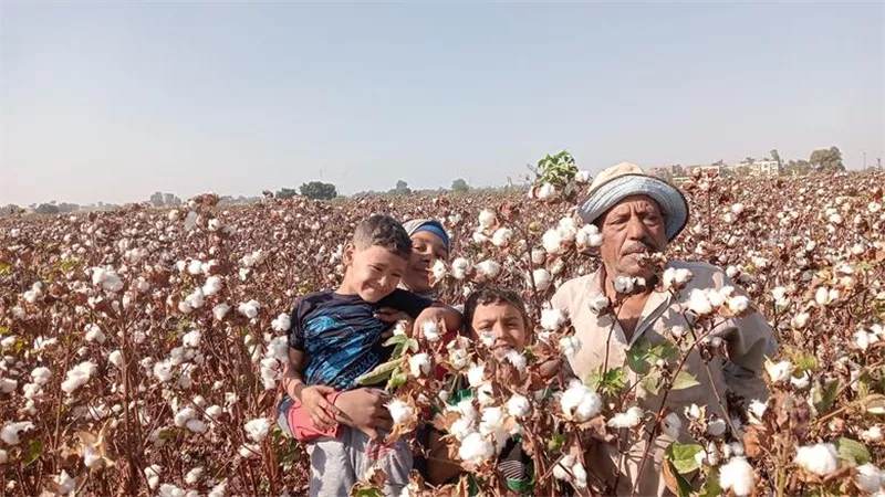 معهد بحوث القطن يوسع الحقول الإرشادية بالمحافظات لرفع كفاءة الإنتاج