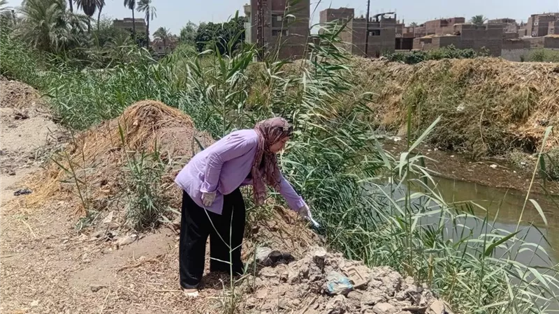 زراعة المنيا تبدأ غدًا حملة لمكافحة الآفات والقوارض