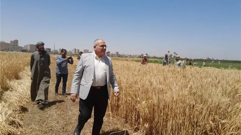 زراعة سوهاج: تسهيلات جديدة وسرعة في استلام الأقماح من المزارعين