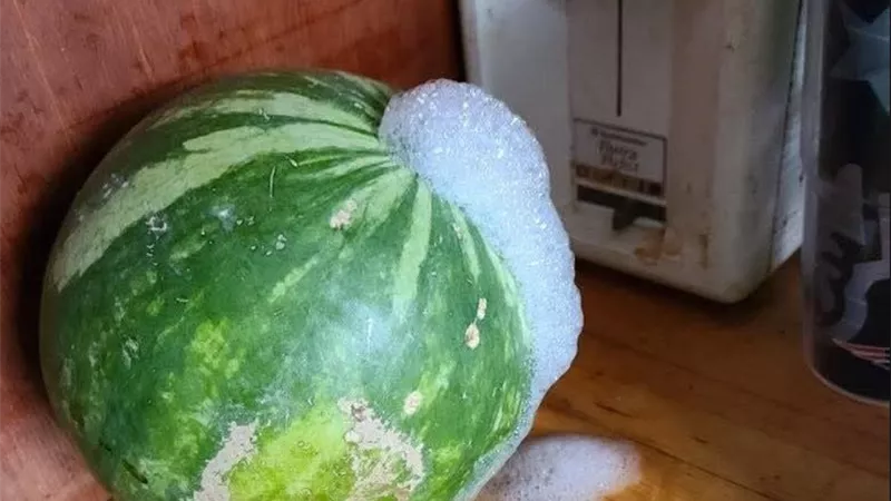 رغوة وغازات وتخمر داخلي.. خبراء يحذرون من تناول هذا النوع من البطيخ
