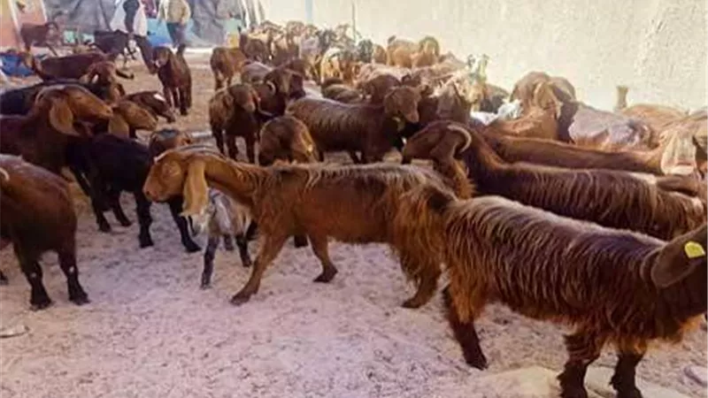 الماعز بكام.. أسعار الأضاحي اليوم الخميس 14 مايو 2026 في الأسواق 