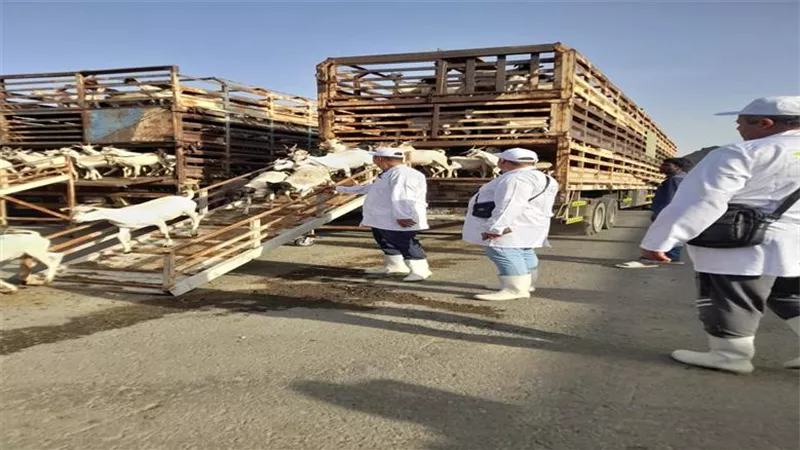 الخدمات البيطرية: تأهيل 192 طبيب لبعثة الهدي والأضاحي لموسم حج 2026