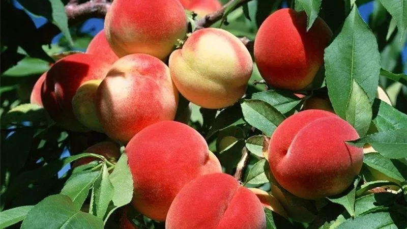 تحذيرات مهمة لمزارعي الخوخ خلال مايو.. خطوات حماية المحصول من الحشرات