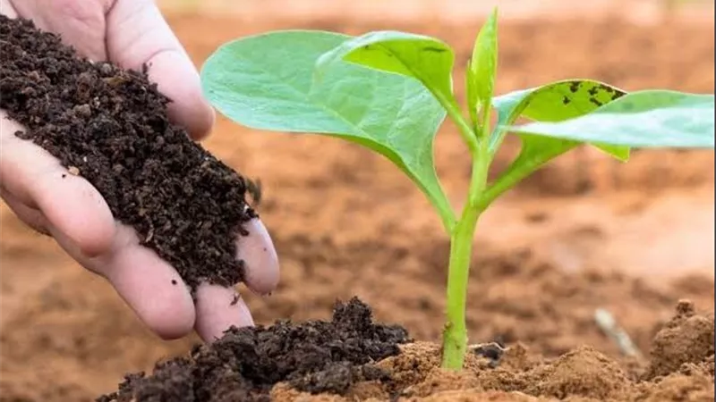 من المخلفات الزراعية إلى الذهب الأسود.. الدليل العملي لصناعة الكومبوست في المزرعة
