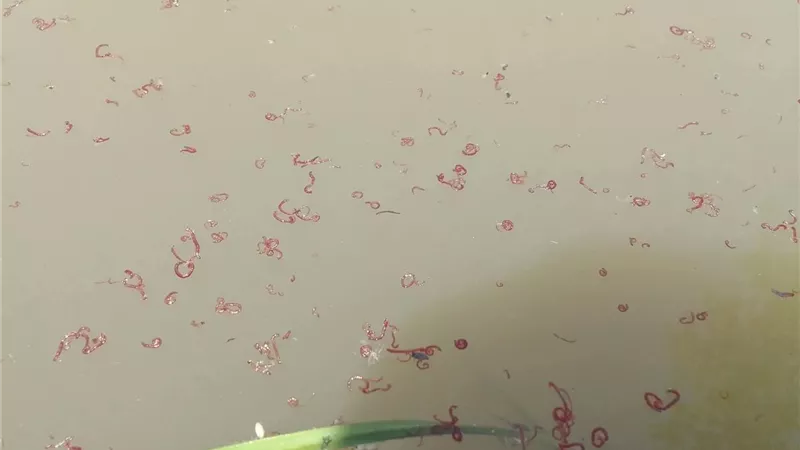 غزو خفي في حقول الأرز.. الديدان الدموية تثير القلق بين المزارعين