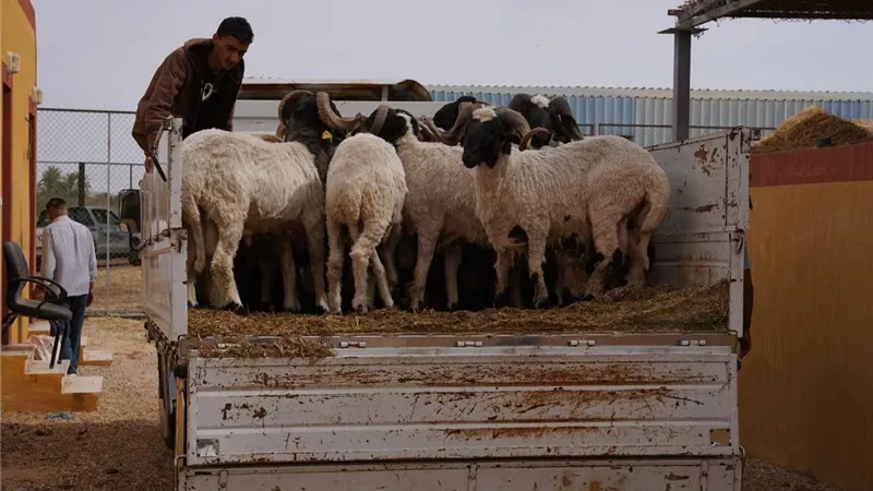 بحوث الصحراء يوزّع 30 كبشًا برقيًا محسّنًا وأعلافًا مجانية بسيوة