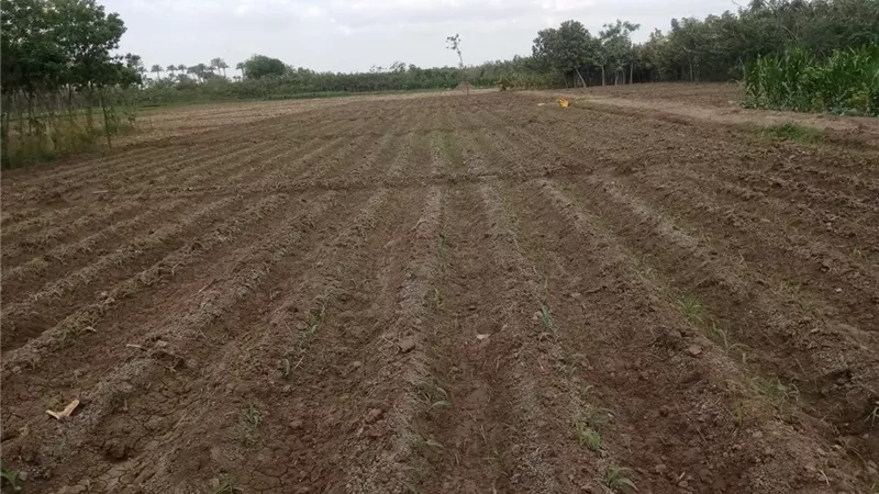 الإرشاد الزراعي يواصل متابعة زراعات الذرة وتوعية المزارعين بأهم التوصيات الفنية بالمنوفية