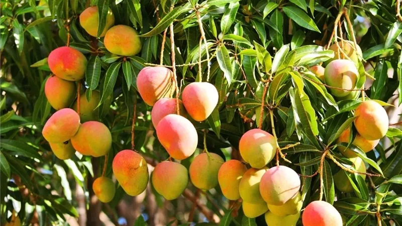 الإسماعيلية تتصدر إنتاج المانجو.. توقعات بزيادة الإنتاج والتصدير خلال الموسم الحالي