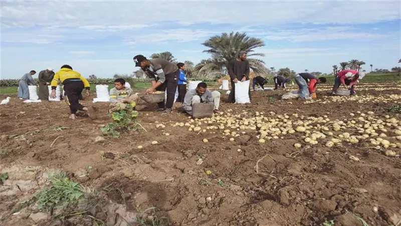انطلاق موسم حصاد البطاطس بمطاى بمحافظة المنيا