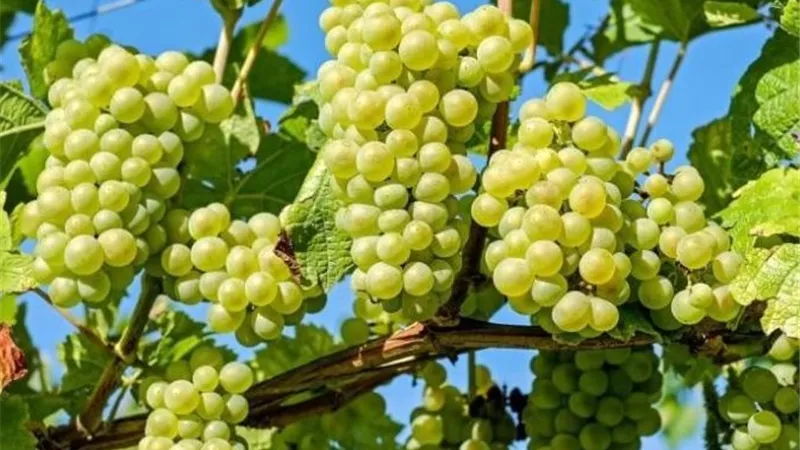 العنب بعد العقد.. خطوات مهمة لزيادة التحجيم ومنع تشقق الحبات