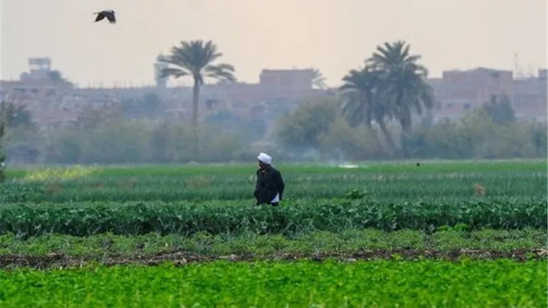 الأحد الناري الأول في ربيع 2026.. موجة شديدة الحرارة تضرب مصر وتحذيرات عاجلة للمزارعين