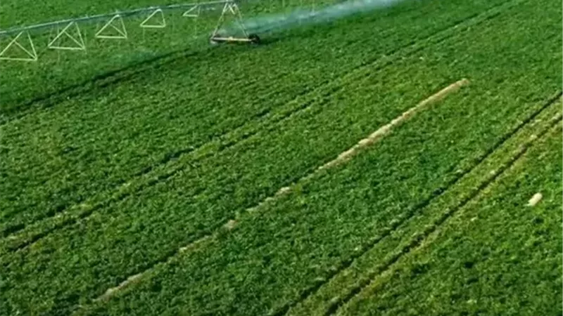 الدلتا الجديدة.. مشروع قومي للتوسع الزراعي وتحقيق الأمن الغذائي في مصر