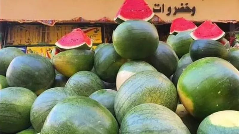 أزمة التقاوي تضرب البطيخ المصري.. تكلفة الفدان تقفز لـ 200 ألف جنيه وتحرك عاجل من وزارة الزراعة