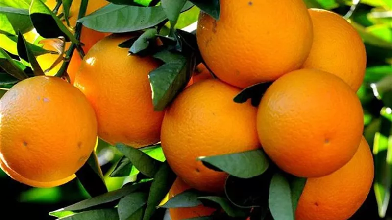 العفن الأخضر يهدد ثمار الحمضيات بعد الحصاد.. تعرف على الأعراض وطرق المكافحة
