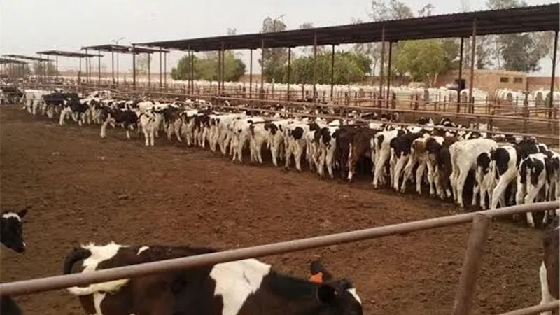 احذروا غش الأسواق.. دليلكم الشامل لاختيار الأضحية السليمة وتحديد عمرها قبل عيد الأضحى