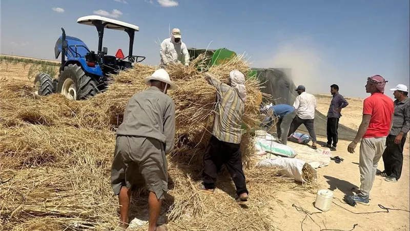 خبير اقتصادي: توريد 4.6 مليون طن قمح إنجاز غير مسبوق يعزز الأمن الغذائي