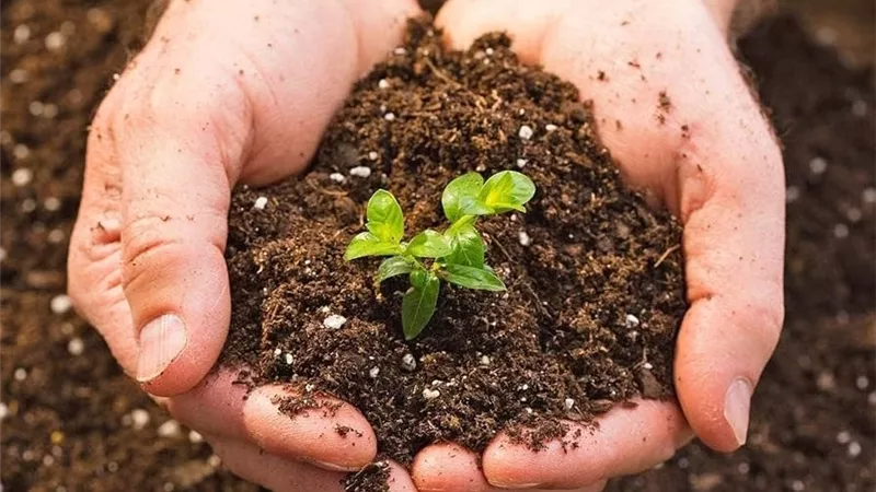 خبراء: ملوحة التربة من أخطر تحديات الزراعة.. وهذه أبرز الحلول لاستعادة خصوبة الأرض